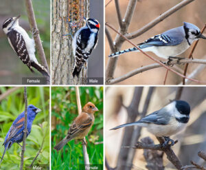 bird-food-feeder-preferences