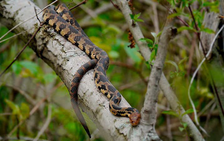fox snake searching for bird nests