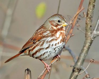 fox sparrow
