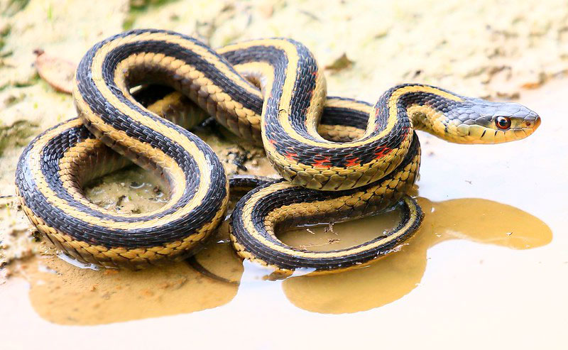 garter snake are occasional bird nest raider