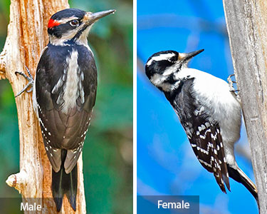 hairy woodpecker