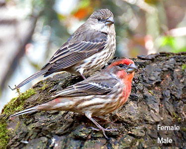 house finch
