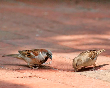 house sparrow