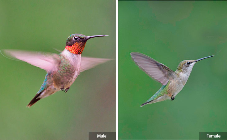 hummingbird migration Eastern North America