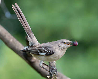 northern mockingbird