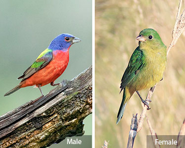 painted bunting