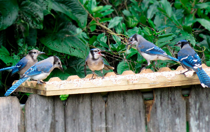 tray bird feeder