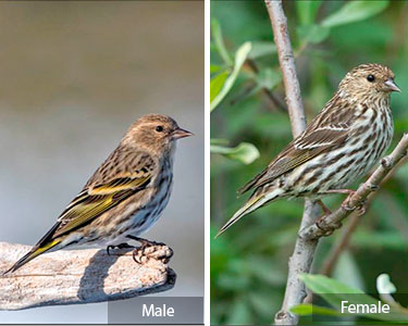 pine siskin