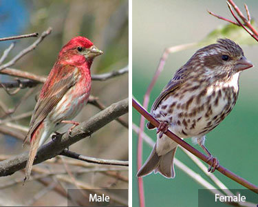 purple finch