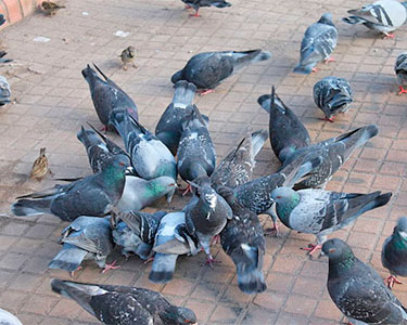 rock pigeon