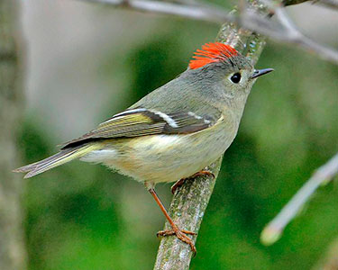 ruby-crowned kinglet