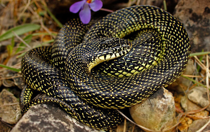 speckled king snake is an occasional bird nest raider