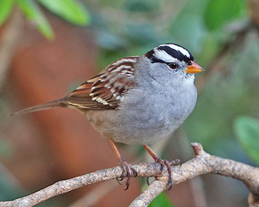 white-crowned sparrow