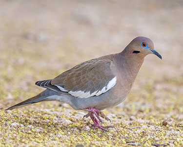 white-winged dove