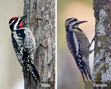 yellow-bellied sapsucker