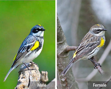 yellow-rumped warbler