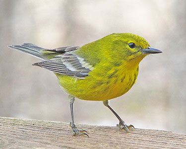pine warbler