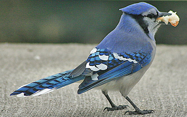 blue jay eating bread