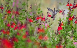 hummingbird in garden