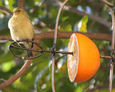 fruit