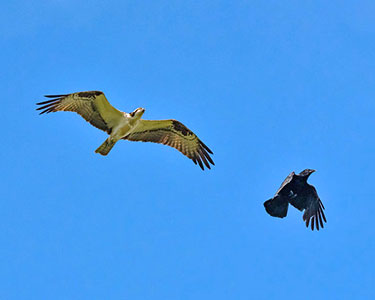american-crow-osprey