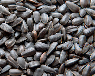 2nd best food for birds black oils sunflower seed
