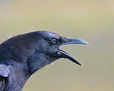 American crow vocalizations
