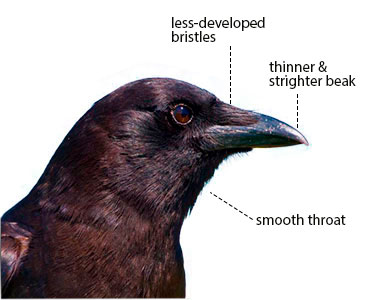 crow versus raven beak