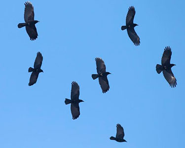 flock of American crows
