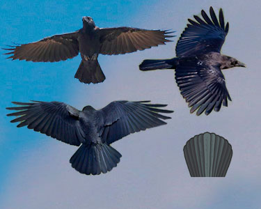 raven versus clow tail