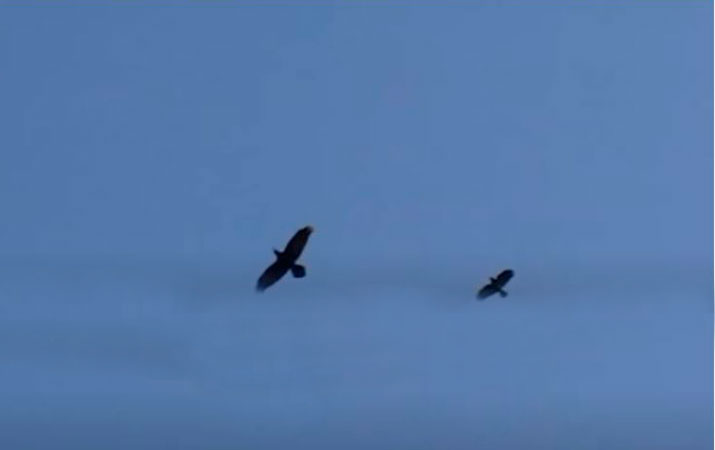 raven and crow size in flight