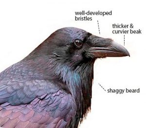 identification raven crow