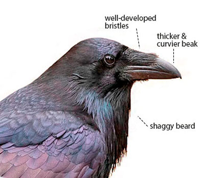 identification raven crow