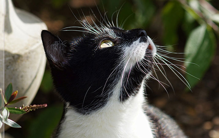 cat and bird feeder
