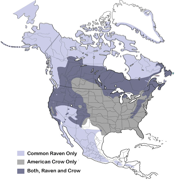ranges of the common raven and American Crow