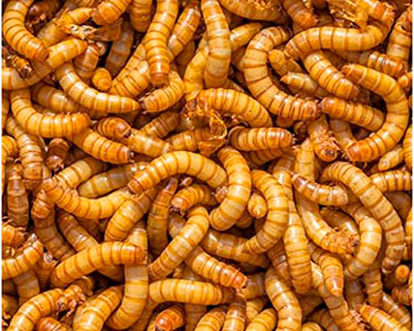 meal worms