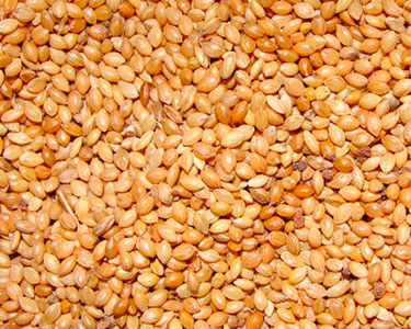 proso millet