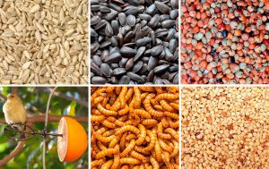 food for backyard birds