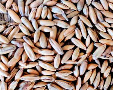 oats