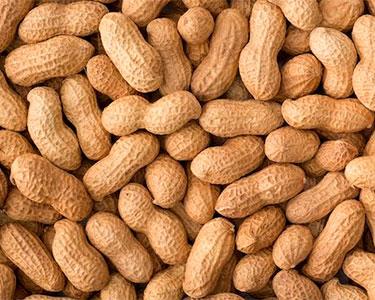 peanut in the shell