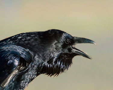 raven vocalizations