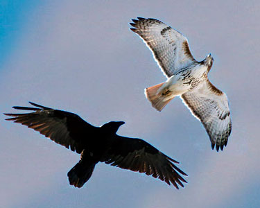 size comparison red-tailed hawk vs Common raven