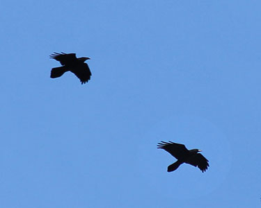 single pair of ravens
