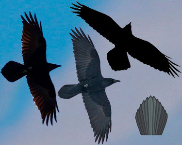 tail shape of raven