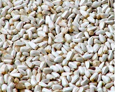 safflower seed