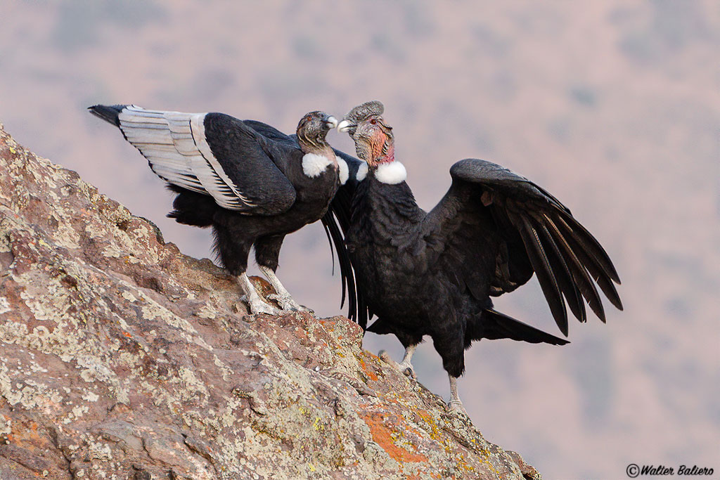 andean condor chile