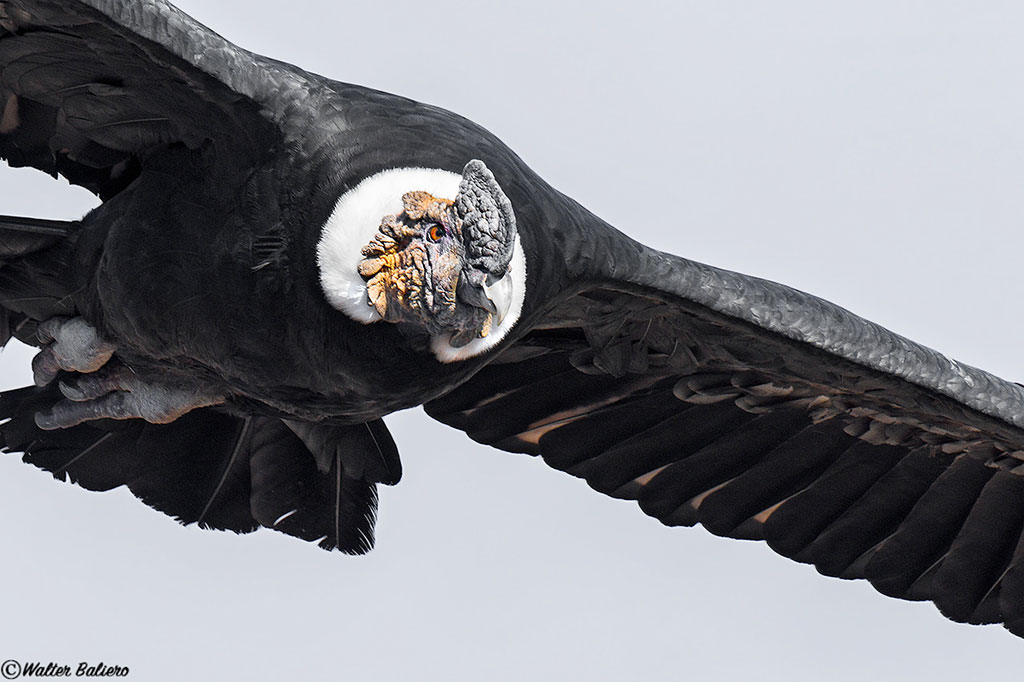 andean condor near Santiago de Chile