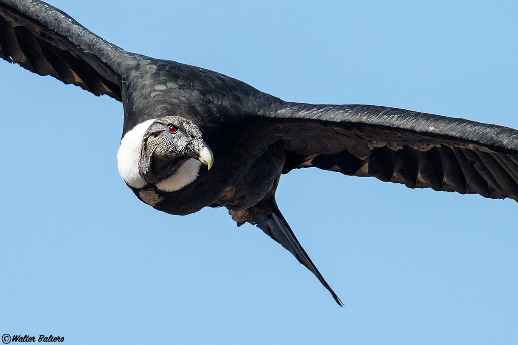 female andean condor