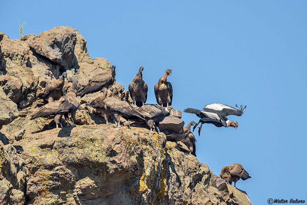flock andean condor