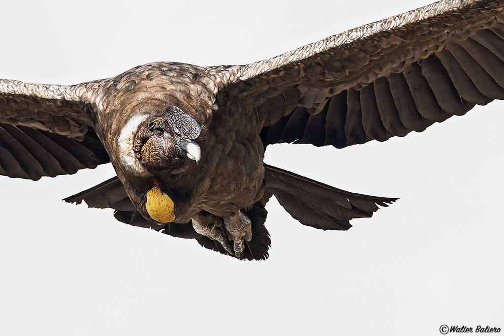 immature andean condor